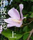 什夜兰花(上)txt下载